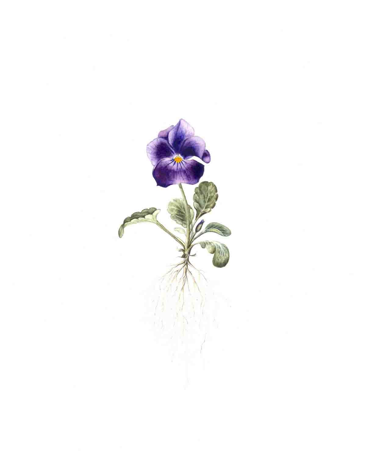 Pansy_8X10