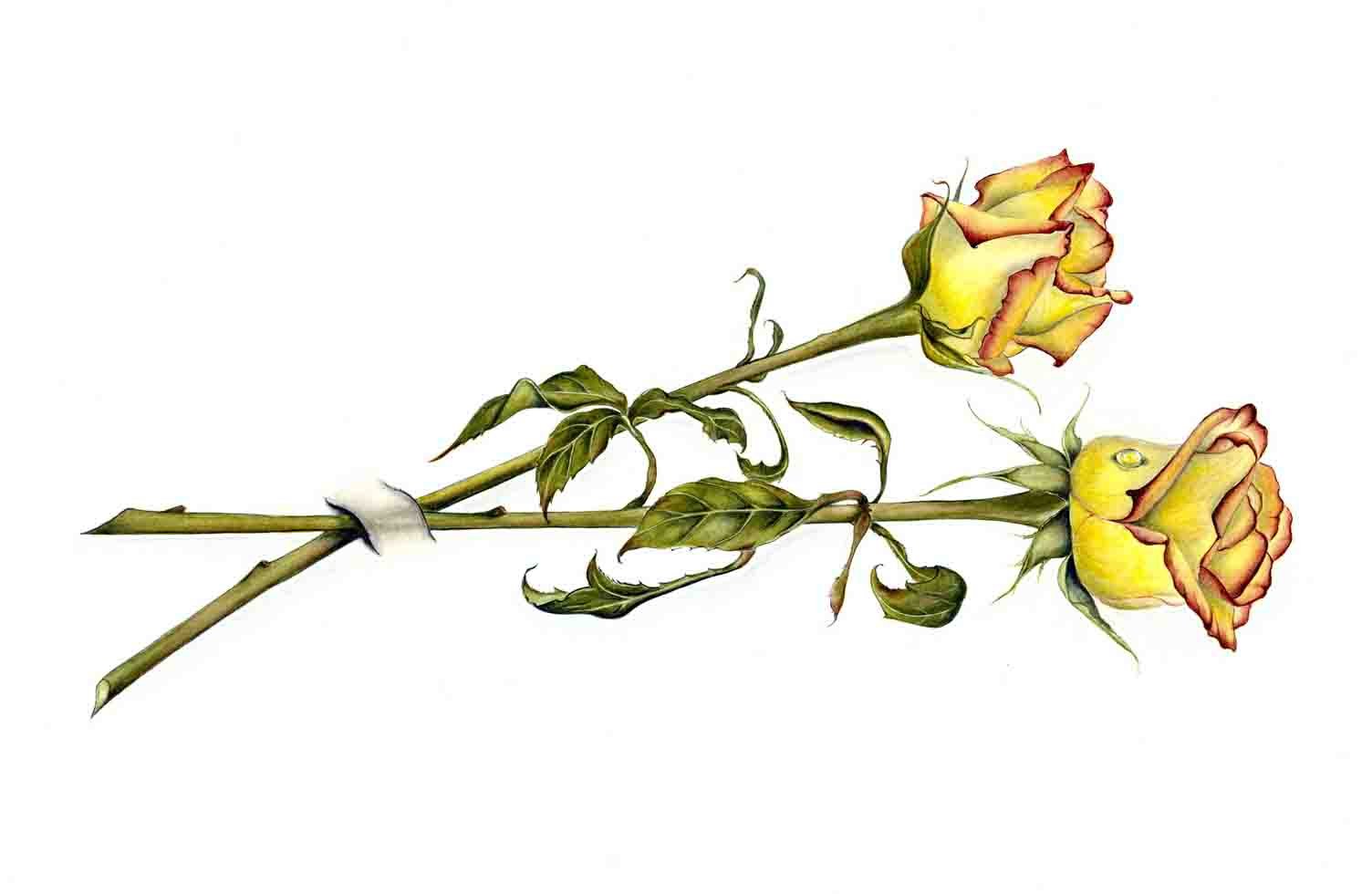 Yellow_Roses
